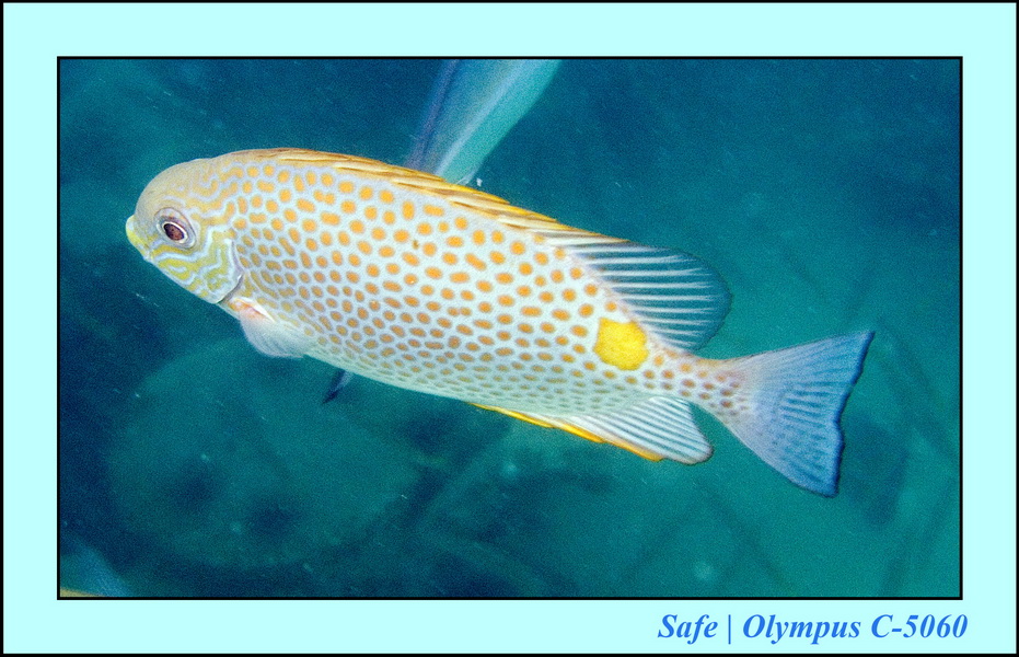 2006 - 07 - Tioman - Plongee Renggis island 44